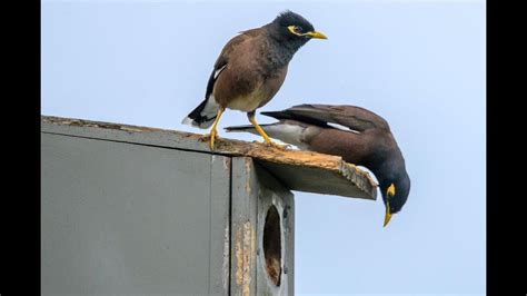 Indian Myna Birds Nest Boxes And Habitat For Birds Webinar Youtube
