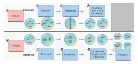 Stages Of Mitosis Meiosis Diagram Quizlet