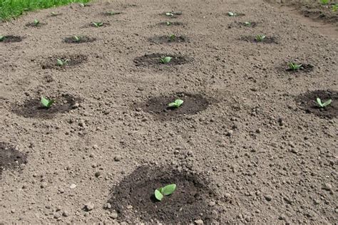 Bunga rumput grinting / rumput grinting latarbelakang rumput grinting ( cynodondactylon ) adalah jenis rumput yang memiliki kemampuan agak berlebihan. Rumput Grinting / A Grammar And Dictionary Of The Malay ...