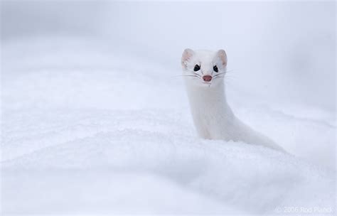 Short Tailed Weasel Hunting Small Rodents In Snow Rod Planck Photography