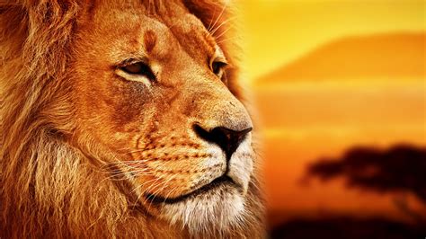 Hình Nền Lion 8k Top Những Hình Ảnh Đẹp