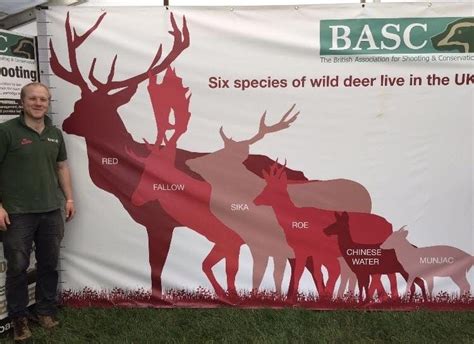 Good Guide To The Average Size Of The 6 Species Of Deer In The Uk