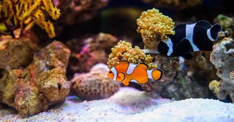 An unusual fish with teeth as sharp as glass and a body shaped like a football washed ashore on a california beach last week. Aquarium owners be warned: Don't disinfect your hands ...