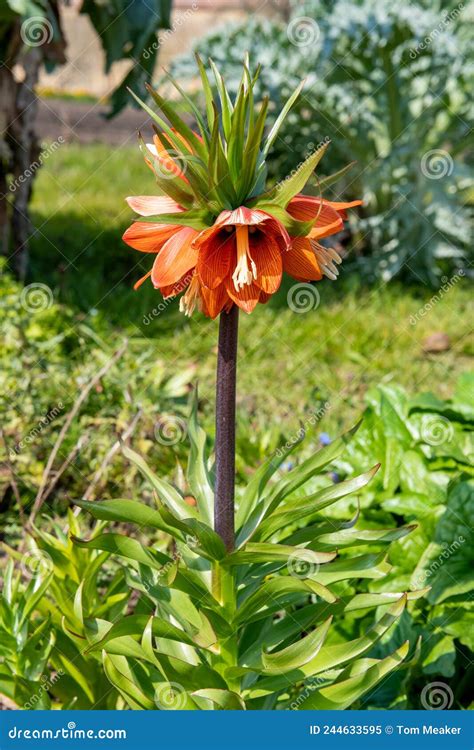 Imperial Fritillary Fritillaria Imperialis Flowers Stock Image Image