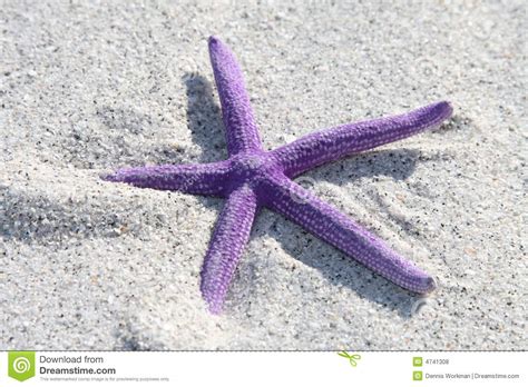 Purple Starfish Stock Photo Image Of Fish Shells Nature 4741308