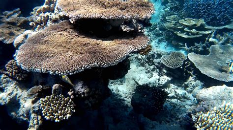 Gran Barrera De Coral En Australia Visita El Arrecife De Coral Desde