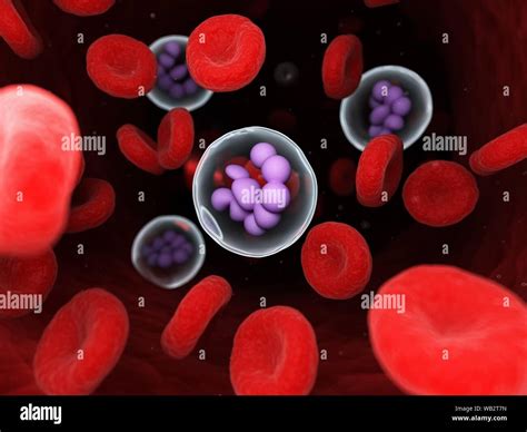 Megakaryocyte Computer Illustration Stock Photo Alamy