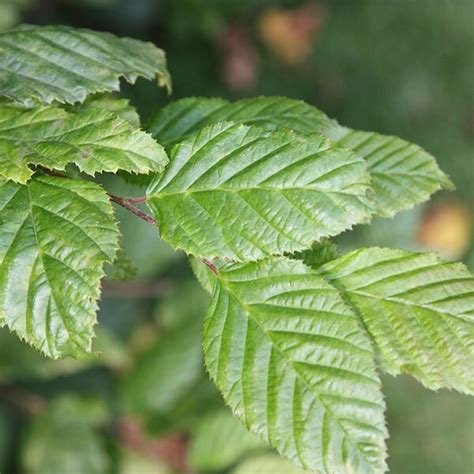 Buy Common Hornbeam 40 60cm Tall 2 Year Old Bare Root Hedging