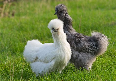 Silkie Chicken Facts Backyard Poultry