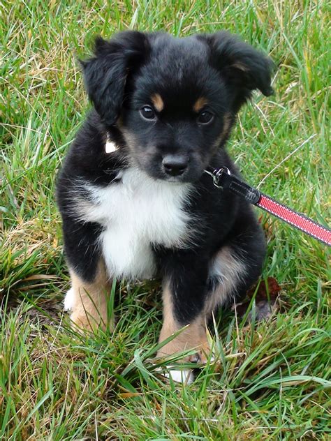 The australian shepherd is a breed of herding dog that was developed on ranches in the western united states. Too Cute Australian Shepherd Puppies - Pictures Of Animals ...