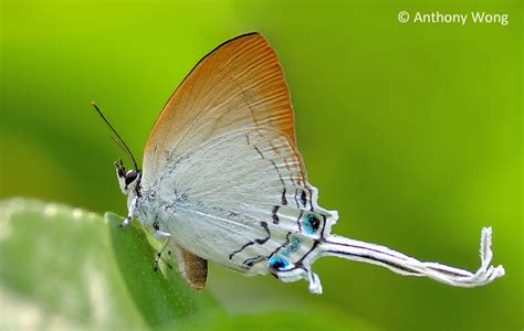 Butterflies Of Singapore Life History Of The Common Imperial