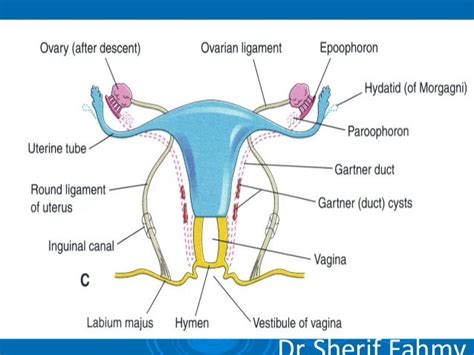 Development Of Genital System Special Embryology