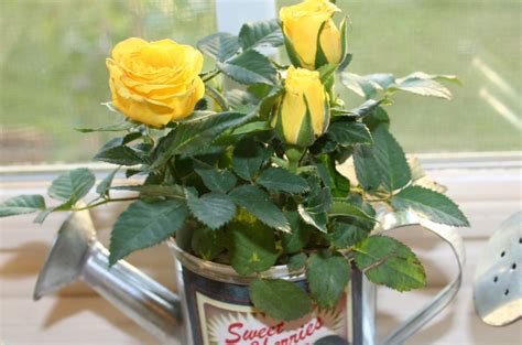 They are actually true roses that have been bred to stay smaller and survive indoors. How to Grow Mini Roses Indoors | Plants, Indoor roses ...