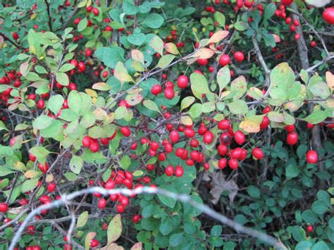 Spae Wyfe Barberry Strong Medicine From Nature