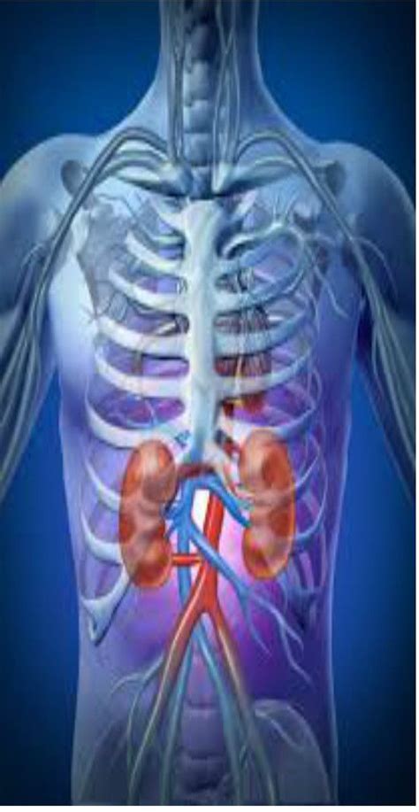 The Kidneys Which Are Located In The Back Of The Abdomen Are Vital