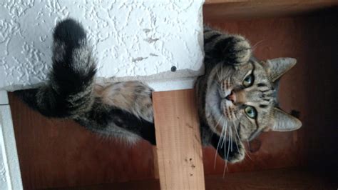 Ceiling Cat Cats