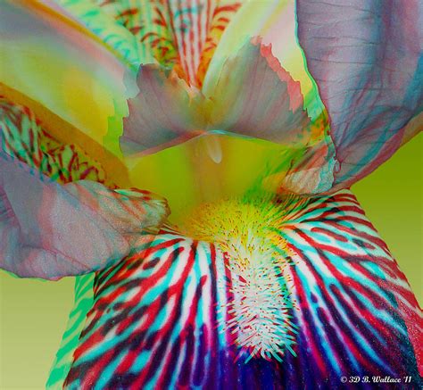 Purple Iris Use Red Cyan 3d Glasses Photograph By Brian Wallace