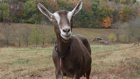 Toggenburg Goat Breed Everything You Need To Know