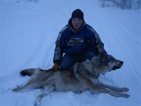 Alaska Wolf Hunting Alaska Rigid Outfitters