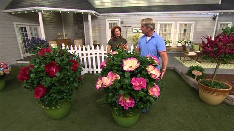 How to buy meat & vegetables from us during natalie mcgill and stewart lundy founded perennial roots farm in 2010 as both a business and a. qvc cottage garden plants - CNN Times IDN