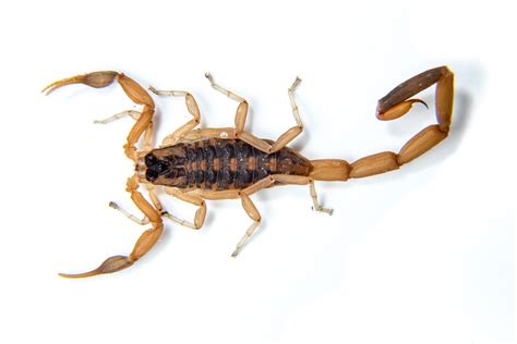 Three Common Types Of Scorpions To Look Out For In Las Vegas Ask Mr