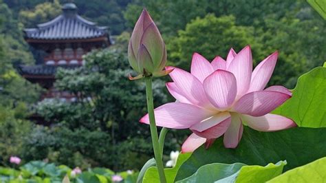 Il lago si estende su una superficie di 18 chilometri quadrati e fa parte di una zona umida naturale che copre 21,1 chilometri quadrati, compresi i suoi giardini galleggianti di fiori di loto. Fiore di loto: Simbologia e Significato del Tatuaggio - 3 ...