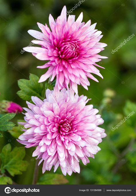 Pink Chrysanthemum Flower — Stock Photo © Alekcey 131384568
