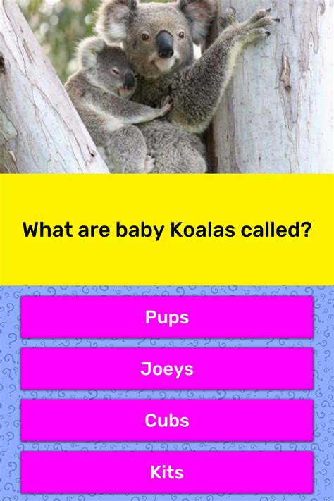 What Are Baby Koalas Called Trivia Questions Quizzclub