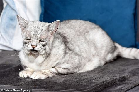 Why The Sad Face Rescue Cat Looks Permanently Miserable Because Of His