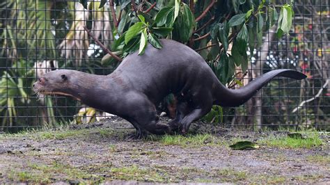 Giant Otters Move Into Brevard Zoos New Rainforest Revealed Loop