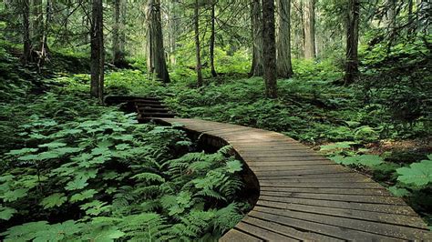 Forest Trail In Mount Revelstoke Canada Steps Forest Wooden Trail