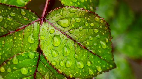 Image for asus rog 4k ultra hd wallpaper. Water droplets on green leaf 4K Ultra HD Wallpapers for ...