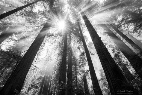 Black And White Nature Photography Course — Nature Photo Guides