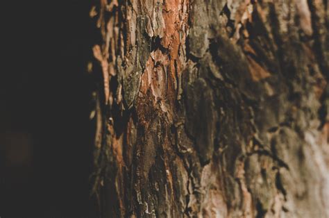 Check spelling or type a new query. Gambar : shellbark hickory, pohon, bagasi, coklat, kayu ...