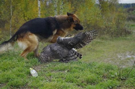 An Unlikely Animal Duo Who Are The Best Of Friends 30