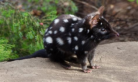 Eastern Quolls Return To Australian Mainland After More Than 50 Years