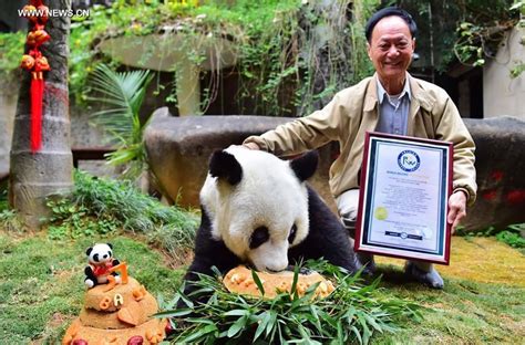 The Worlds Oldest Panda Dies At 37 Cgtn