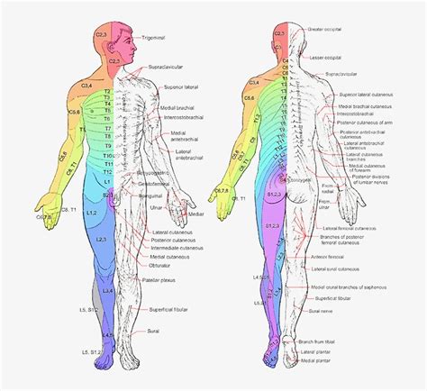 Trigeminal Nerve Dermatome