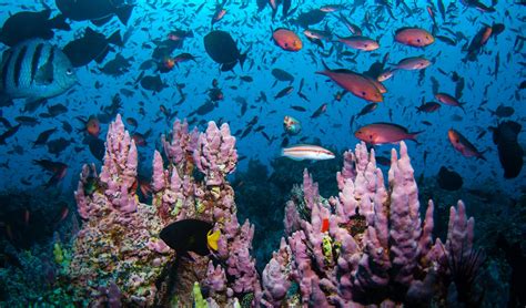 Oceans In Balance Marine Biodiversity Is Essential And By Steven T