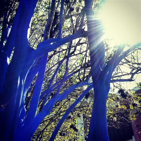 Unveiling The Mystery Can Trees Really Be Blue