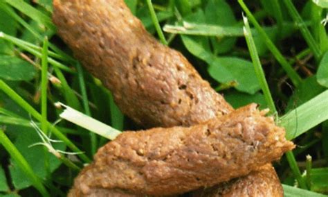 Worms In Dog Poops Dog Guide Reviews