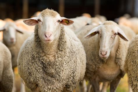 Facts About Sheep Live Science