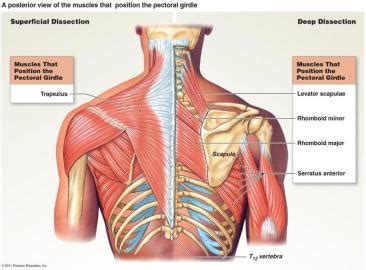 The back anatomy includes the latissimus dorsi, trapezius, erector spinae, rhomboid, and the teres shrugs, deadlifts and power cleans hit the upper traps the strongest. ANATOMY & PHYSIOLOGY UPPER LIMB 2 LECTURE 7 - Anatomy Md1 ...