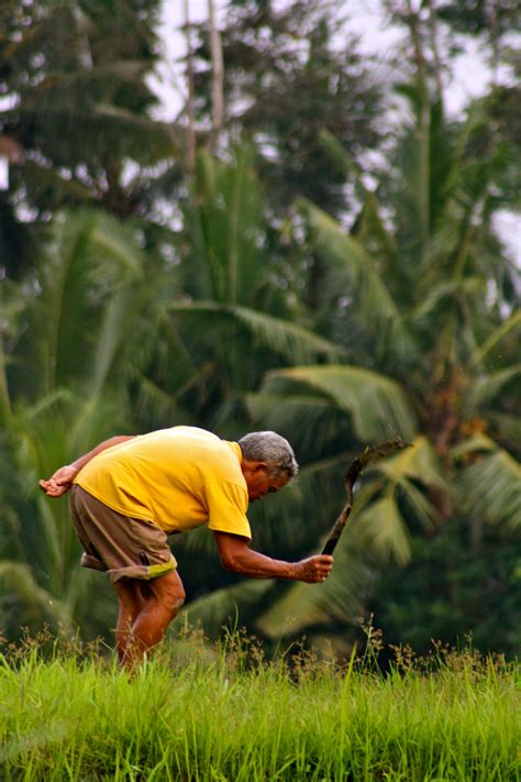 Cactus hill motel is using airbnb as our exlcusive reservation and information site. Attending to his paddy field. Ubud, Bali, Indonesia | Ubud ...