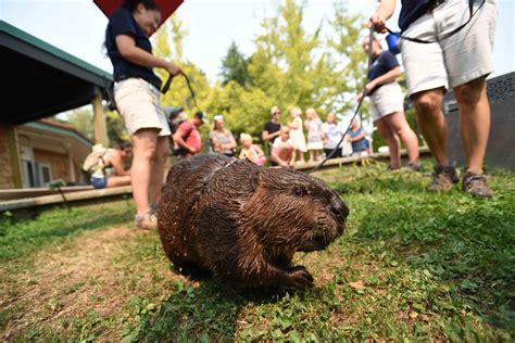 Beavers Get Social Point Defiance Zoo And Aquarium