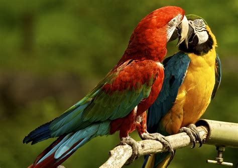 Parrots Macaw Wallpapers Hd Desktop And Mobile Backgrounds