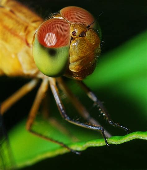 Dsc7585 Close Up On A Dragonfly Head Singapore Botan Flickr