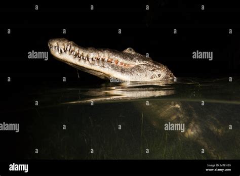 Morelets Crocodile Hunting At Night Crocodylus Moreletii Cancun
