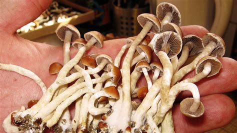 Denver Considers Telling Law Enforcement To Let Magic Mushrooms Be