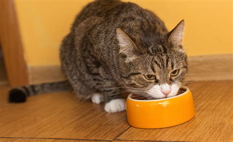 Dry cat food contains 7 percent to 12 percent water, while canned food can measure up to 80 percent water. How Do I Choose the Healthiest Cat Food? | Hill's Pet